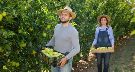 Plantation owner picks apples in the garden. High quality photo