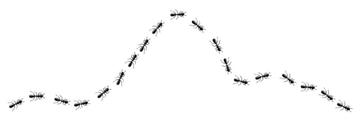 Worker ants trail curve. Ant path isolated in white background. Vector illustration