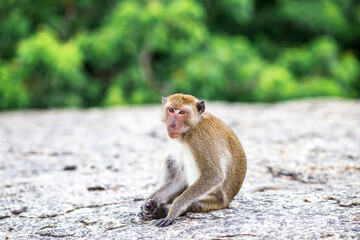 The background of monkeys, monkeys, food lovers, blurred backgrounds, which come from the swiftness of wildlife, often seen in mountains, zoos, or tourist attractions.