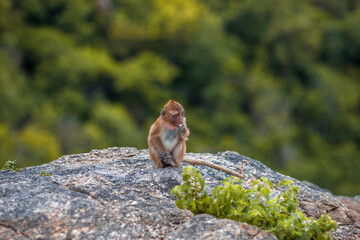 The background of monkeys, monkeys, food lovers, blurred backgrounds, which come from the swiftness of wildlife, often seen in mountains, zoos, or tourist attractions.