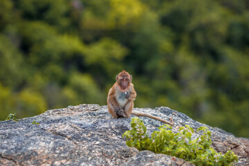 The background of monkeys, monkeys, food lovers, blurred backgrounds, which come from the swiftness of wildlife, often seen in mountains, zoos, or tourist attractions.