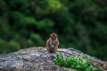 Naklejka na ściany i meble The background of monkeys, monkeys, food lovers, blurred backgrounds, which come from the swiftness of wildlife, often seen in mountains, zoos, or tourist attractions.