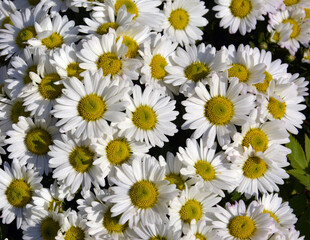 field of white chrysanthemum flowers blossoms in sunny day