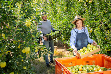 Workers or growers holding box with apples in garden. High quality photo