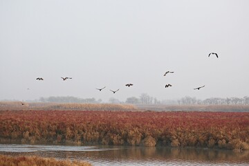 한국의습지보호구역인소래습지생태공원입니다