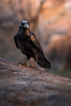 Crow in the desert