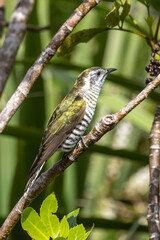 Bronze Shining Cuckoo in New Zealand