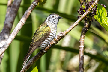 Bronze Shining Cuckoo in New Zealand