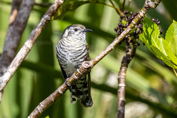 Bronze Shining Cuckoo in New Zealand