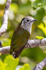 Bronze Shining Cuckoo in New Zealand