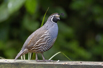 California Quail in New Zealand