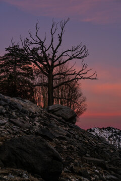 Ominous Tree Frozen at High Altitude