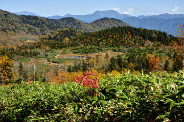 長野県白馬村　紅葉の栂池自然園