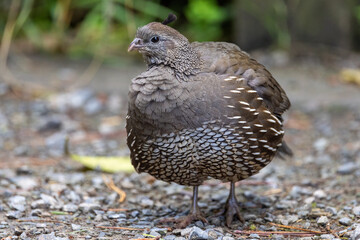 California Quail in New Zealand