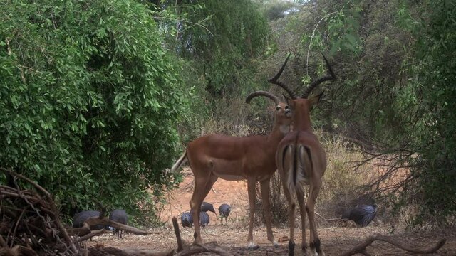 Impala aepyceros melampus petersi, Africa