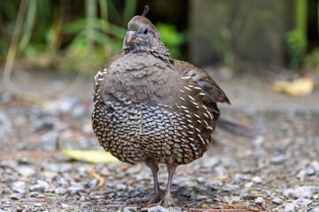 California Quail in New Zealand