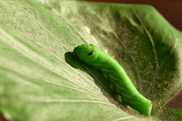 Big green tomato hornworm caterpillar on green leaves