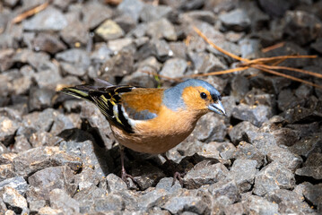 European Chaffinch in New Zealand