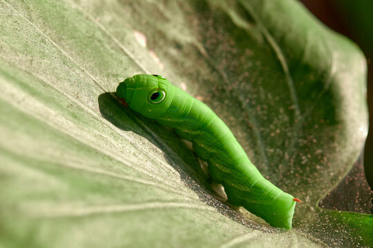 Big green tomato hornworm caterpillar on green leaves