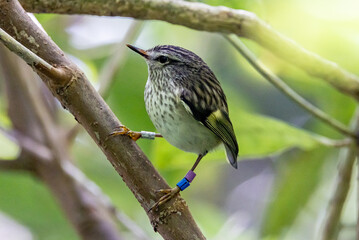 North Island Rifleman Endemic to New Zealand