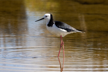 Pied Stilt in New Zealand