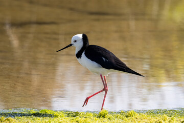 Pied Stilt in New Zealand