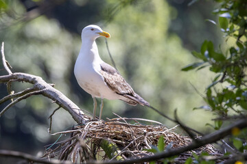 Southern Black-backed Gull in New Zealand