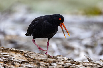 Variable Oystercatcher of New Zealand