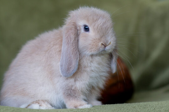 Close up of a lop bunny