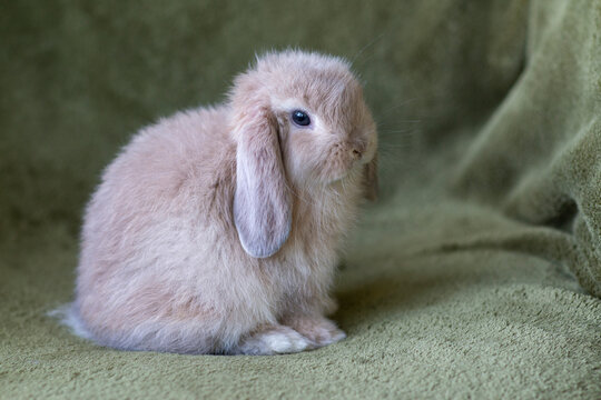 Portrait of a lop rabbit