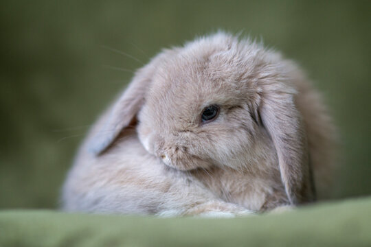 Baby bunny cleaning fur