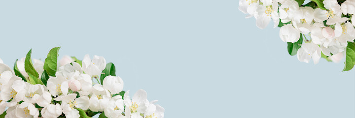 Spring or summer blooming with white flowers fruit tree branch on wooden cube pedestal against baby blue background. Fresh floral banner with copy space. selective focus. Minimal