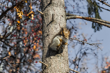 squirrel on tree