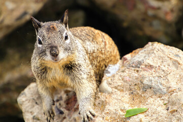 Did someone say free food? Squirrels looking for food 