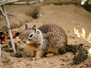 Squirrels in nature