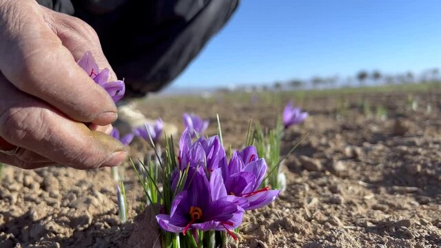 Picking saffron flowers by old hand
