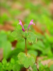 日陰の空き地に咲くホトケノザ