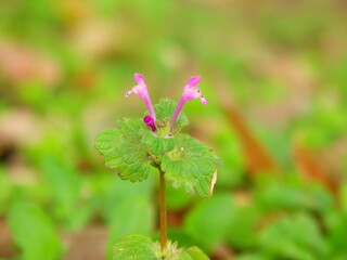 日陰の空き地に咲くホトケノザ