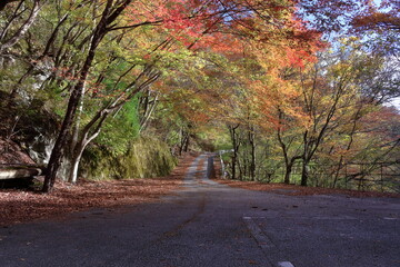 西熊渓谷　紅葉狩り　彩る　（高知県　香美市）