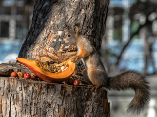 squirrel on a tree