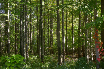 Forest with straight beautiful trees and the sun shining through the foliage on a late summer day