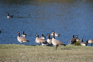 Geese At Waters Edge, William Hawrelak Park, Edmonton, Alberta