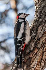 spotted woodpecker