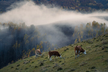 Three cows grazing on a hill with beautiful fog behind