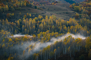  Beautiful autumn morning on a hill with a birch forest and fog in the foreground