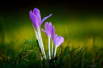 Beautiful crocuses covered with dewdrops