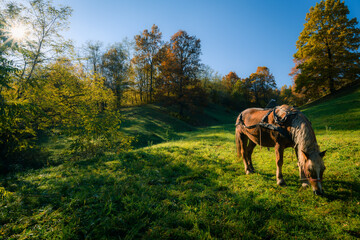 Horse grazing on a meadow in the morning sun