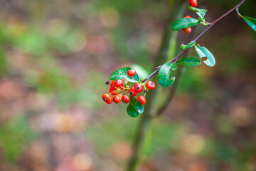 Silver Buffaloberry red berries in closeup. Red berry slightly dried on the bush in the garden. Psychedelic. Silver buffaloberry, Shepherdia argentea. Cowberry berries surrounded by bushes