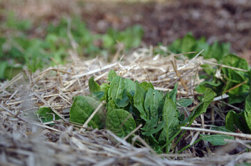 szczaw ogrodowy młode listki na wiosnę