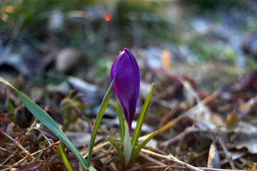 krokus fioletowy © Lula4ever